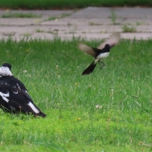 Rhipidura leucophrys (Willie Wagtail) at Isabella Plains, ACT by RodDeb