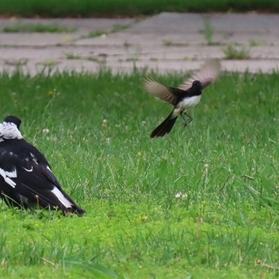 Rhipidura leucophrys (Willie Wagtail) at Isabella Plains, ACT - 9 Dec 2024 by RodDeb