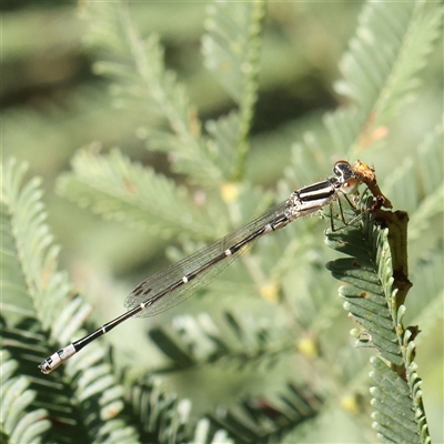 Unidentified Damselfly (Zygoptera) at Gundaroo, NSW - 7 Dec 2024 by ConBoekel