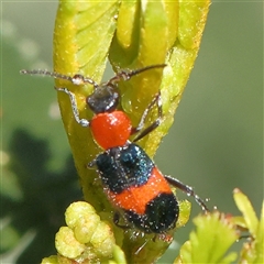 Unidentified Beetle (Coleoptera) at Gundaroo, NSW - 7 Dec 2024 by ConBoekel