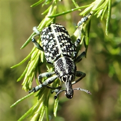 Chrysolopus spectabilis (Botany Bay Weevil) at Gundaroo, NSW - 8 Dec 2024 by ConBoekel