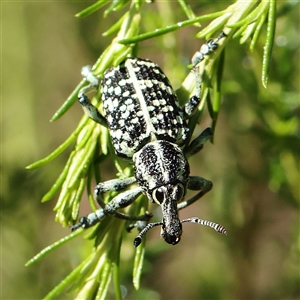 Chrysolopus spectabilis (Botany Bay Weevil) at Gundaroo, NSW by ConBoekel