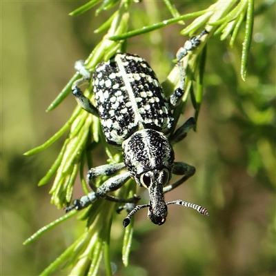 Chrysolopus spectabilis (Botany Bay Weevil) at Gundaroo, NSW - 8 Dec 2024 by ConBoekel