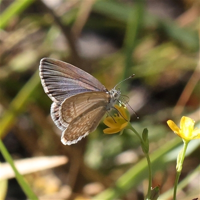 Zizina otis (Common Grass-Blue) at Gundaroo, NSW - 7 Dec 2024 by ConBoekel