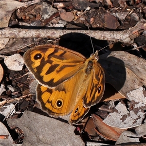 Heteronympha merope (Common Brown Butterfly) at Gundaroo, NSW by ConBoekel