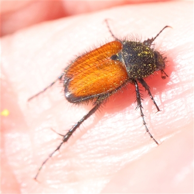 Phyllotocus erythropterus (Nectar scarab) at Gundaroo, NSW - 8 Dec 2024 by ConBoekel