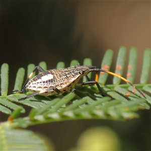 Unidentified Shield, Stink or Jewel Bug (Pentatomoidea) at Gundaroo, NSW by ConBoekel