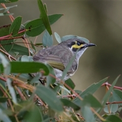 Caligavis chrysops (Yellow-faced Honeyeater) at Fyshwick, ACT - 4 Sep 2024 by AlisonMilton