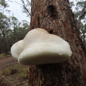 Laetiporus portentosus (White Punk) at Manton, NSW by SandraH