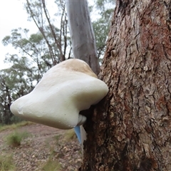 Laetiporus portentosus at Manton, NSW - 7 Dec 2024