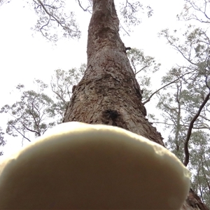 Laetiporus portentosus at Manton, NSW - 7 Dec 2024