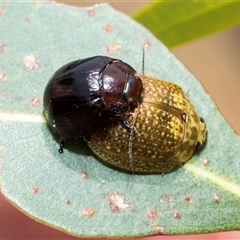 Paropsisterna cloelia (Eucalyptus variegated beetle) at McKellar, ACT - 11 Nov 2024 by AlisonMilton