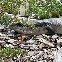 Tiliqua scincoides scincoides (Eastern Blue-tongue) at Weston, ACT - 9 Dec 2024 by LinePerrins