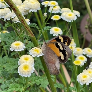 Heteronympha merope (Common Brown Butterfly) at Weston, ACT by LinePerrins