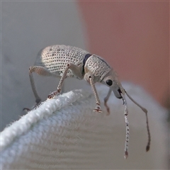 Unidentified Weevil (Curculionoidea) at Gundaroo, NSW - 7 Dec 2024 by ConBoekel