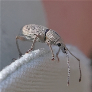 Unidentified Weevil (Curculionoidea) at Gundaroo, NSW by ConBoekel