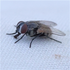 Unidentified True fly (Diptera) at Gundaroo, NSW - 7 Dec 2024 by ConBoekel