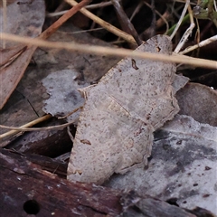 Dissomorphia australiaria (Dashed Geometrid, Ennominae) at Gundaroo, NSW - 7 Dec 2024 by ConBoekel