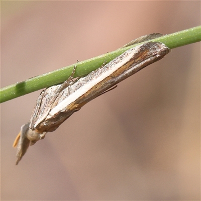 Etiella (genus) (A Pyralid moth (Phycitinae) at Gundaroo, NSW - 8 Dec 2024 by ConBoekel