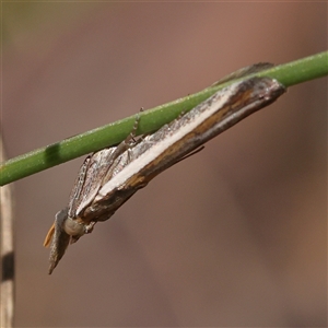 Etiella (genus) at Gundaroo, NSW - suppressed