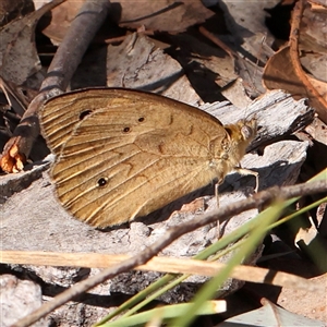 Heteronympha merope (Common Brown Butterfly) at Gundaroo, NSW by ConBoekel