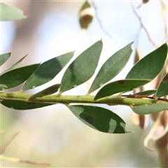 Acacia sp. (A Wattle) at Gundaroo, NSW - 7 Dec 2024 by ConBoekel