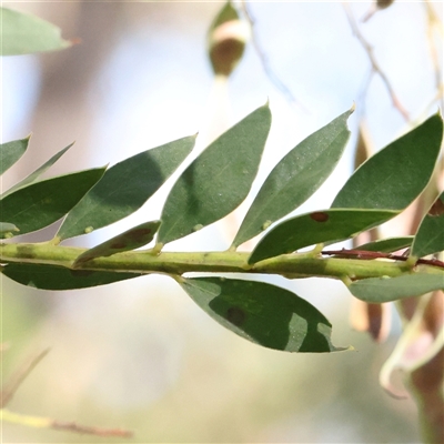 Acacia sp. (A Wattle) at Gundaroo, NSW - 8 Dec 2024 by ConBoekel