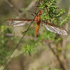 Unidentified Crane fly, midge, mosquito or gnat (several families) at Gundaroo, NSW - 7 Dec 2024 by ConBoekel