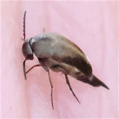 Mordellidae (family) (Unidentified pintail or tumbling flower beetle) at Gundaroo, NSW - 8 Dec 2024 by ConBoekel