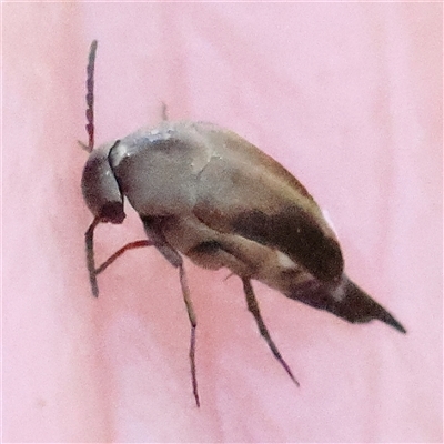 Mordellidae (family) (Unidentified pintail or tumbling flower beetle) at Gundaroo, NSW - 7 Dec 2024 by ConBoekel