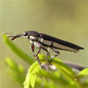 Rhinotia sp. (genus) (Unidentified Rhinotia weevil) at Gundaroo, NSW by ConBoekel