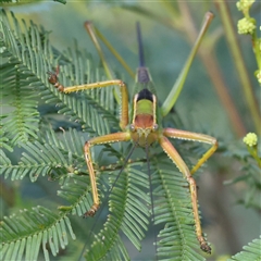 Terpandrus sp. (genus) (Gumleaf Katydid) at Gundaroo, NSW - 8 Dec 2024 by ConBoekel