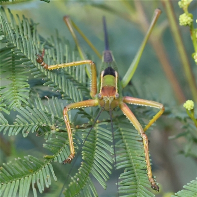 Terpandrus sp. (genus) (Gumleaf Katydid) at Gundaroo, NSW - 8 Dec 2024 by ConBoekel