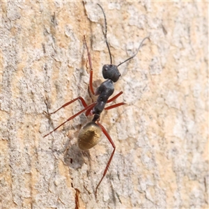 Camponotus suffusus (Golden-tailed sugar ant) at Gundaroo, NSW by ConBoekel