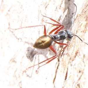 Camponotus suffusus at Gundaroo, NSW - 8 Dec 2024 08:42 AM