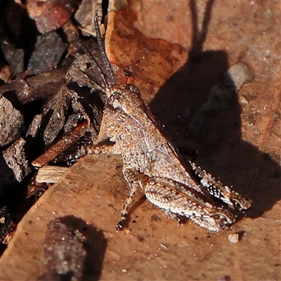 Phaulacridium vittatum (Wingless Grasshopper) at Gundaroo, NSW - 8 Dec 2024 by ConBoekel