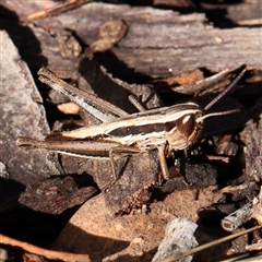 Unidentified Grasshopper, Cricket or Katydid (Orthoptera) at Gundaroo, NSW - 7 Dec 2024 by ConBoekel