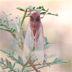 Yoyetta sp. (genus) (Firetail or Ambertail Cicada) at Gundaroo, NSW - 8 Dec 2024 by ConBoekel