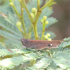 Unidentified Grasshopper, Cricket or Katydid (Orthoptera) at Gundaroo, NSW - 7 Dec 2024 by ConBoekel