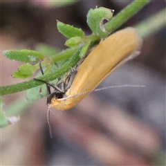 Telocharacta metachroa at Gundaroo, NSW - 7 Dec 2024 by ConBoekel