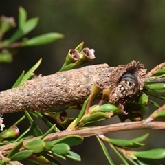 Bathromelas hyaloscopa at Jerrabomberra, NSW - 8 Dec 2024