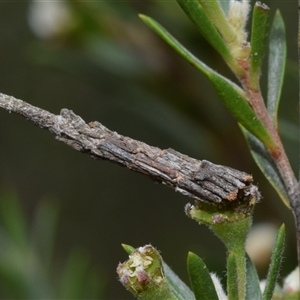 Psychidae - IMMATURE larvae at Karabar, NSW - 9 Dec 2024