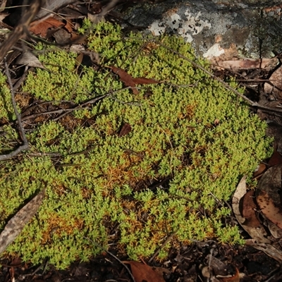 Scleranthus sp. (A Knawel) at Peak View, NSW - 7 Dec 2024 by frankingwersen