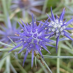 Eryngium ovinum (Blue Devil) at Kambah, ACT by HelenCross