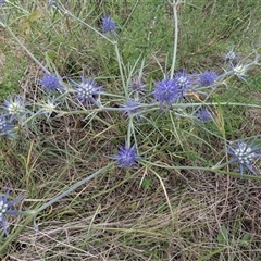 Eryngium ovinum at Kambah, ACT - 9 Dec 2024 02:46 PM