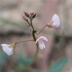 Grona varians (Slender Tick-Trefoil) at Kambah, ACT by HelenCross