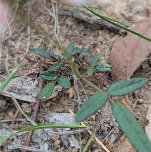 Grona varians at Kambah, ACT - 9 Dec 2024 03:49 PM