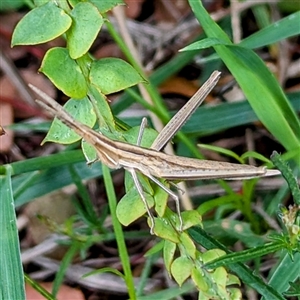 Acrida conica at Kambah, ACT - 9 Dec 2024 02:49 PM