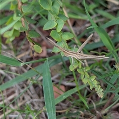 Acrida conica at Kambah, ACT - 9 Dec 2024 02:49 PM