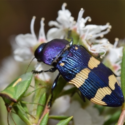 Castiarina commixta (Jewel Beetle) at Karabar, NSW - 9 Dec 2024 by DianneClarke